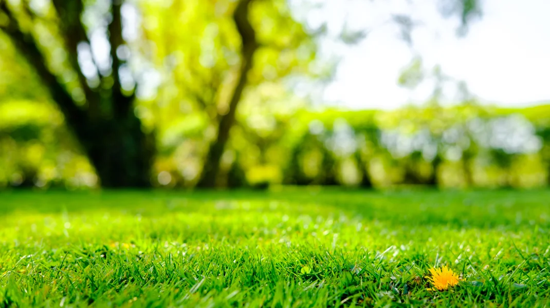 Lawn